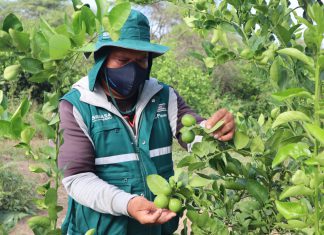 Productores piuranos enviaron más de 17 mil toneladas de limón a mercados internacionales