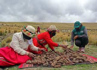 Apurímac: Productores mejorarán producción de más de 300 variedades de papas nativas