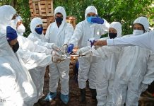 Huánuco: Refuerzan acciones fitosanitarias para la prevención del Fusarium Raza 4 Tropical