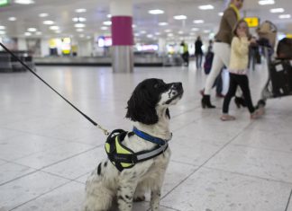 Conoce las nuevas disposiciones para viajar a Estados Unidos con tu mascota