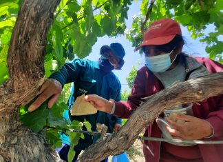 Ica: Más de 11 mil hectáreas de cultivos utilizan controladores biológicos para manejo de plagas