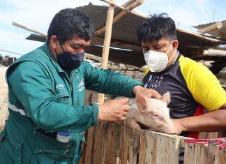 Estrategias sanitarias del SENASA protegieron al sector porcícola en Piura