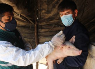 Acciones sanitarias del SENASA resguardaron el desarrollo del sector porcícola en Tacna