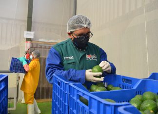 SENASA: Agricultura familiar de Cusco dio inicio a campaña de exportación de palta 2022