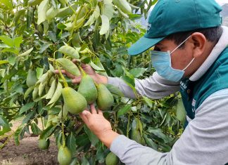 Productores de Huancavelica inician con gran expectativa campaña de exportación de palta
