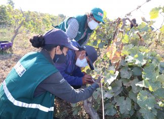 MIDAGRI: Más de 100 mil hectáreas se atienden con controladores biológicos en el Perú