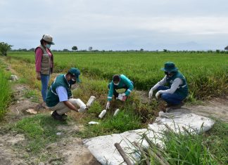 La Libertad: SENASA lidera recojo de envases vacíos de plaguicidas en el distrito de Pacanga