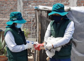 La Libertad: SENASA inicia campaña de vacunación para prevenir enfermedad de Newcastle