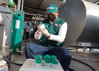 Ica: Establos de ganado lechero obtienen certificación como libres de Brucelosis Bovina