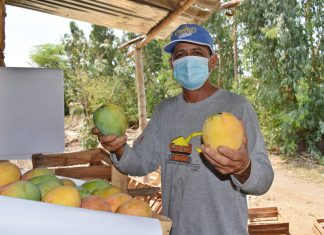Cadena agroexportadora del mango involucra a más del 89% de productores de la agricultura familiar