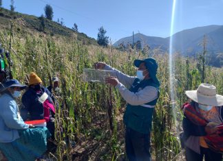 SENASA refuerza control de roedores en distritos altoandinos de Tacna