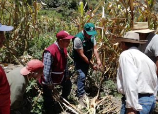 Arequipa: SENASA y productores adoptarán medidas de control en resguardo de producción de maíz en Choco
