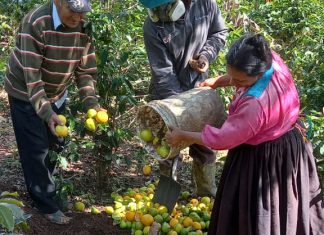 Lambayeque: Productores del distrito Cañaris intensifican acciones para controlar la Mosca de la Fruta