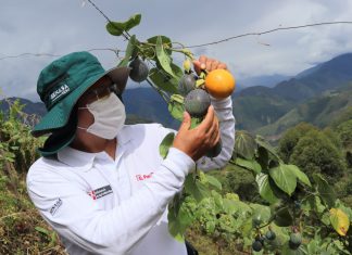 SENASA: Argentina abre sus puertas a la granadilla peruana