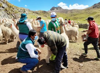 SENASA se marca como objetivo mejorar estatus sanitario de alpacas en comunidad de Yauyos