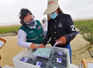 SENASA: Piura inicia campaña de exportación de arándanos frescos
