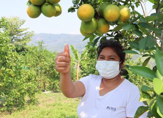 SENASA: Acciones integradas impulsan el crecimiento de la producción frutícola nacional