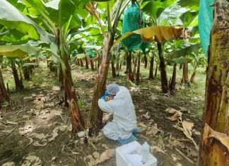Estrategias fitosanitarias del SENASA protegen zonas productoras de plátano en Lambayeque