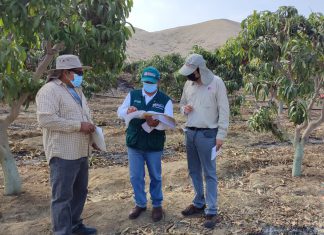 SENASA Perú y SAG Chile verifican implementación de medidas correctivas para retomar exportaciones de mango