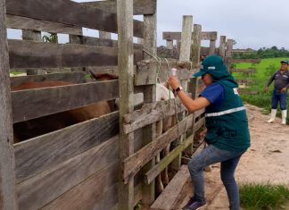SENASA: Ganadería familiar de Ucayali se beneficia con campaña de vacunación contra el Carbunco Sintomático