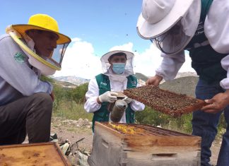 Ayacucho: SENASA despliega manejo sanitario en colmenas para prevenir enfermedades de abejas
