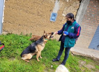 Huancavelica: SENASA ejecuta Piloto Nacional “Prevención y control de Equinococosis Quística/Hidatidosis”
