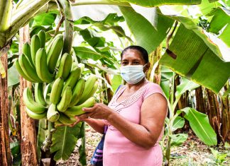 MIDAGRI aprueba la creación del Sello nacional de producción orgánica para mejorar la competitividad del sector en el país