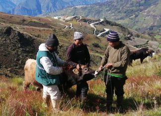 Identificación de animales de abasto fortalecerá el sistema de trazabilidad en Huancavelica