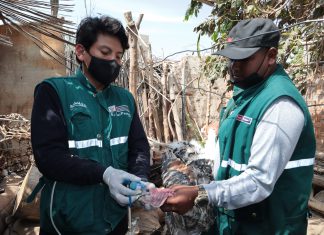SENASA: Jornadas sanitarias buscan prevenir y erradicar la enfermedad de Newcastle en beneficio de sector avícola de Ica