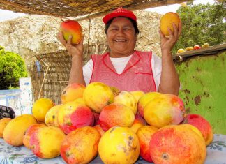 Productores de Piura exportaron más de 195 mil toneladas de mango durante campaña 2022-2023