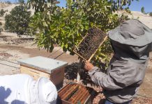 SENASA: Acciones sanitarias resguardan producción apícola en Moquegua