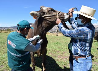 Ganadería lechera del Perú registra más de 8000 hatos libres de Brucelosis y Tuberculosis bovina