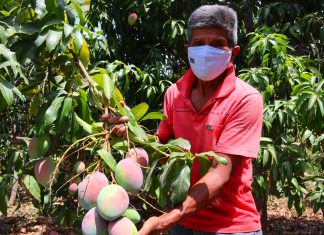 SENASA: Piura avanza de forma sostenida con la erradicación de la plaga moscas de la fruta