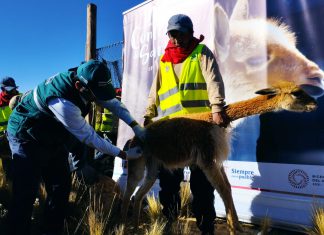 SENASA inicia plan de control de sarna en resguardo de vicuñas de 11 regiones del país