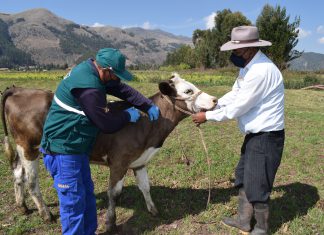 Ica: Estrategias sanitarias resguardan ganadería familiar de zonas altoandinas