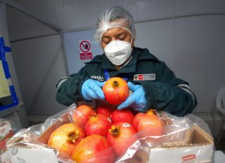 Ica: Exportaciones de granada superaron las 36 mil toneladas en la presente campaña