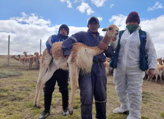 Huancavelica: SENASA protege a vicuñas contra la sarna en tradicionales chaccus andinos
