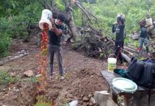 Plaga mosca de la fruta alcanza niveles de baja prevalencia en sectores frutícolas de Amazonas
