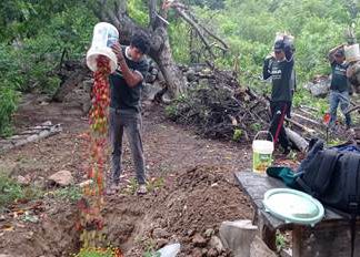 Plaga mosca de la fruta alcanza niveles de baja prevalencia en sectores frutícolas de Amazonas