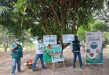 Tumbes: Productores ejecutan labores de control cultural para erradicar las moscas de la fruta