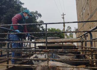 Ica: SENASA emite más de tres mil pases sanitarios para la movilización segura de ganado