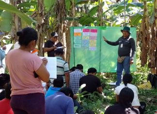 Ucayali: Productores aprenden a controlar plagas en cultivos de café y plátano