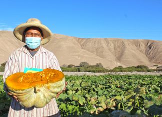 Tacna: Exportaciones de cucurbitáceas a Chile se consolidan
