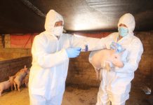 SENASA: Arequipa no registra brotes de Peste Porcina Clásica desde el 2014