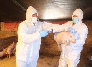 SENASA: Arequipa no registra brotes de Peste Porcina Clásica desde el 2014
