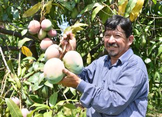 SENASA: Piura ya se encuentra en etapa de erradicación de la plaga “mosca de la fruta”