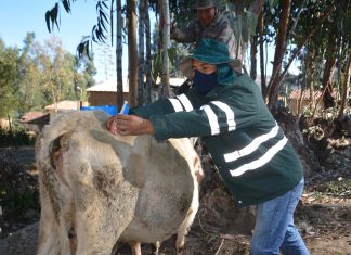 Día mundial contra la rabia: SENASA protege a más de 300 mil animales como parte de su programa de prevención