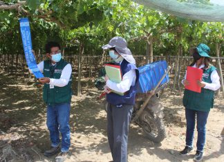 Delegación del MAFF-Japón realizó una visita técnica a lugares de producción y plantas de empaque de uva