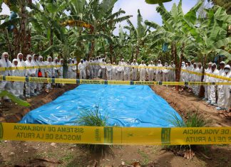 SENASA realizó simulacro para medir estrategia de prevención y control ante el Fusarium Raza 4 tropical