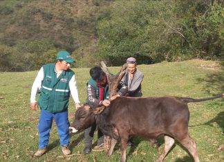 PIURA: Desplegarán acciones permanentes para controlar y prevenir la rabia en el distrito de Ayabaca